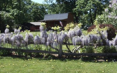 The Bee Yard